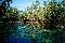 paperbarkswamp, 63 kb