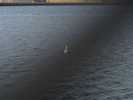 Blurred Swan, Oskarshamn